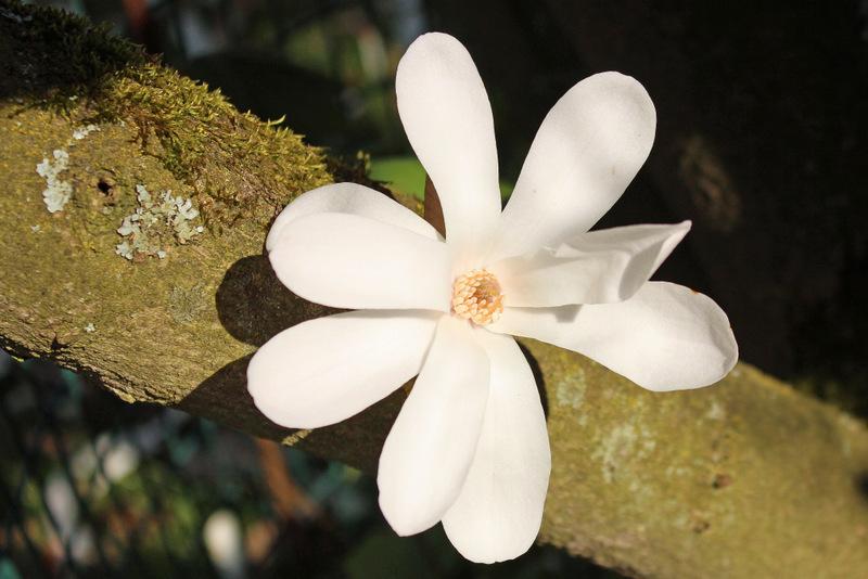 Photo of Loebner Magnolia (Magnolia x loebneri 'Merrill') uploaded by RuuddeBlock