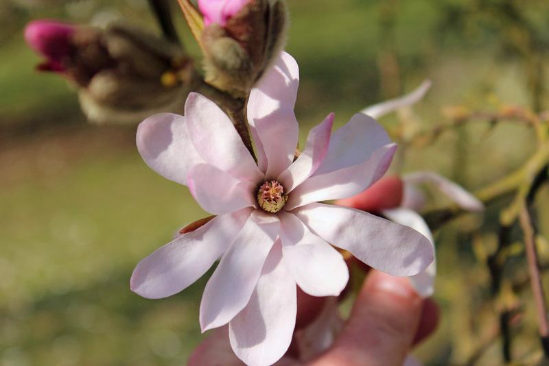 Photo of Loebner Magnolia (Magnolia x loebneri 'Leonard Messel') uploaded by RuuddeBlock