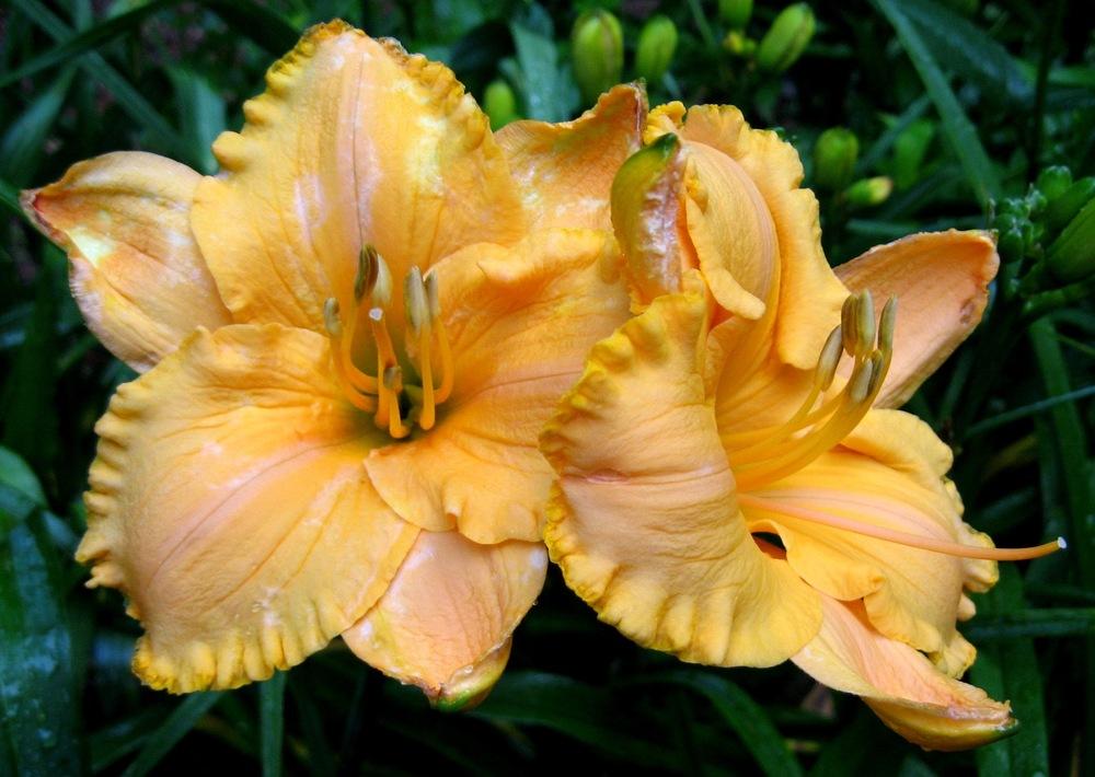 Photo of Daylily (Hemerocallis 'Pure and Simple') uploaded by Sscape
