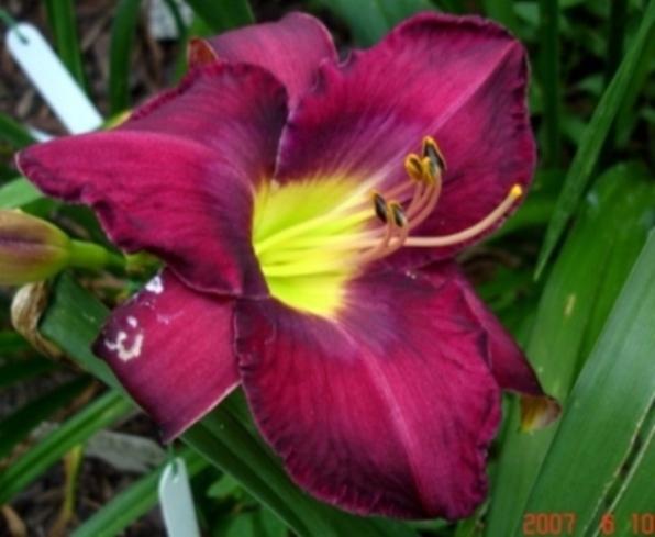 Photo of Daylily (Hemerocallis 'Purple Passage') uploaded by Sscape