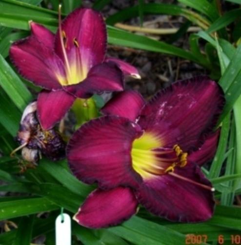 Photo of Daylily (Hemerocallis 'Purple Passage') uploaded by Sscape