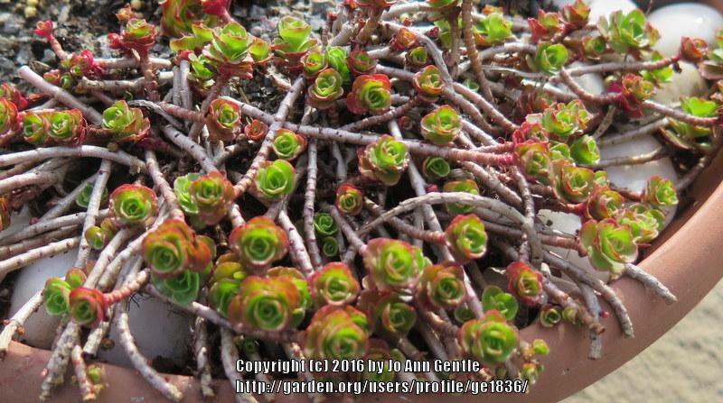 Photo of Stonecrop (Phedimus kamtschaticus 'Gold Carpet') uploaded by ge1836