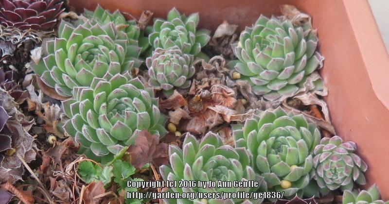 Photo of Hen and Chicks (Sempervivum 'Soft Line') uploaded by ge1836