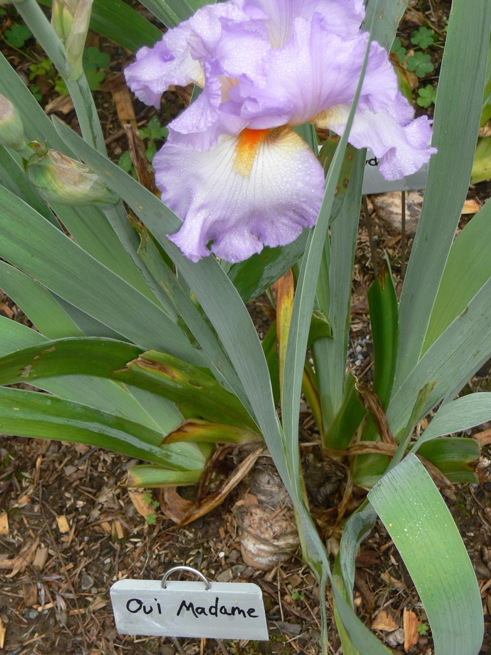 Photo of Tall Bearded Iris (Iris 'Oui Madame') uploaded by janwax