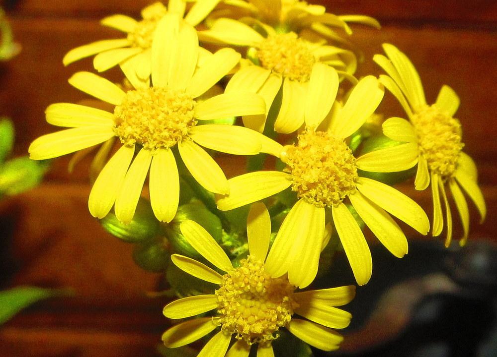 Photo of Butterweed (Packera glabella) uploaded by jmorth