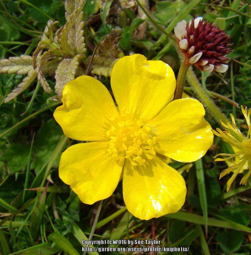 Photo of Creeping Buttercup (Ranunculus repens) uploaded by kniphofia