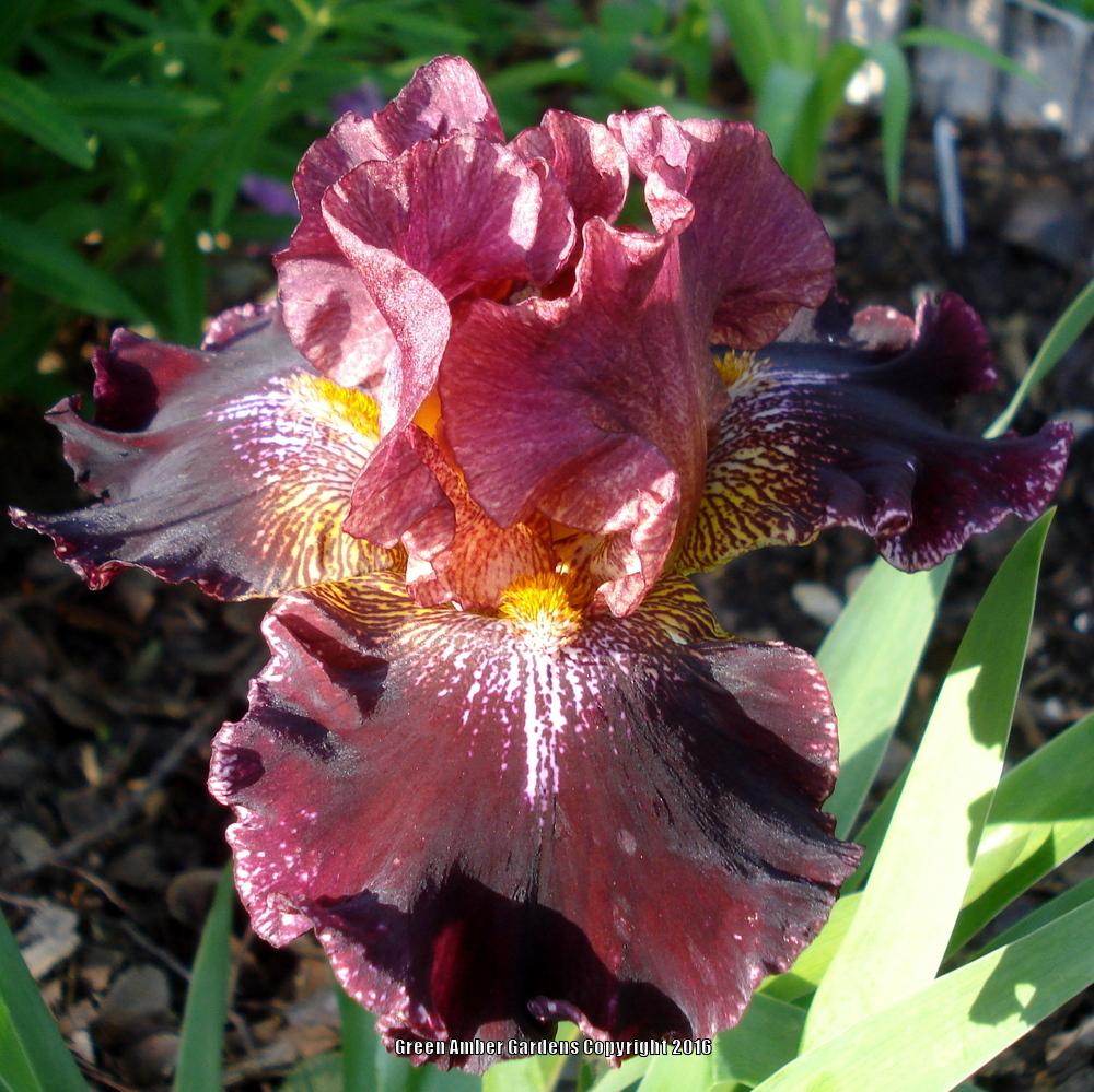 Photo of Tall Bearded Iris (Iris 'Polvere Di Stelle') uploaded by lovemyhouse