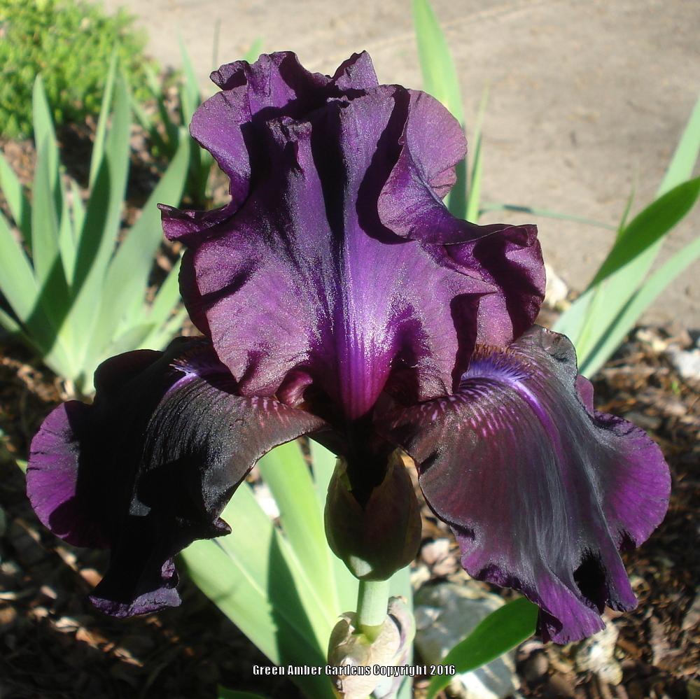 Photo of Tall Bearded Iris (Iris 'Cherry Smoke') uploaded by lovemyhouse