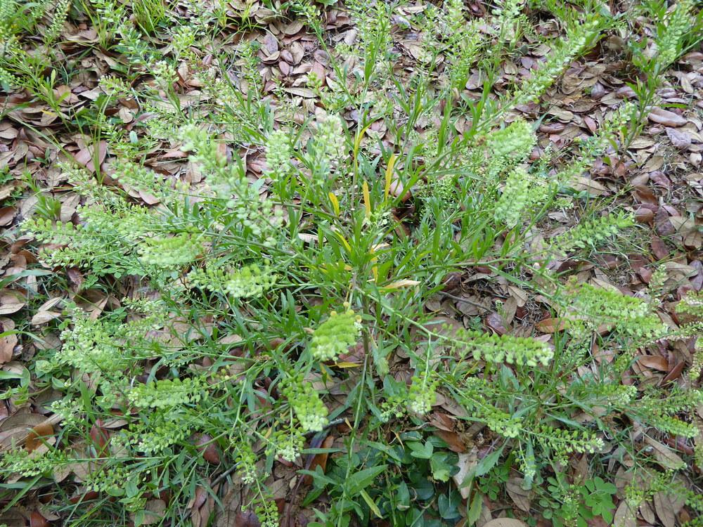 Photo of Virginia Peppergrass (Lepidium virginicum) uploaded by mellielong