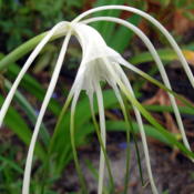 This spider lily is native to Florida