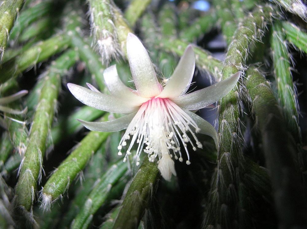 Photo of Mistletoe Cactus (Rhipsalis pilocarpa) uploaded by sunkissed