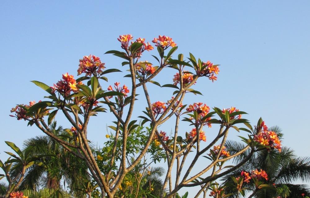 Photo of Plumeria (Plumeria rubra 'Col's Cooktown Sunset') uploaded by Dutchlady1