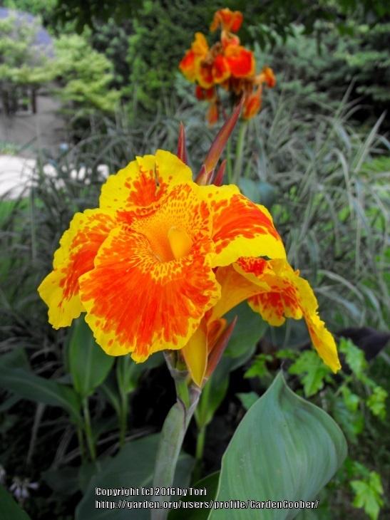 Photo of Canna Lily (Canna 'Yellow King Humbert') uploaded by GardenGoober