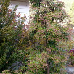 Location: Riverview, Robson, B.C.
Date: 2008-10-19
  3:51 pm. In the spring, this tree is awash with Lily of the Val