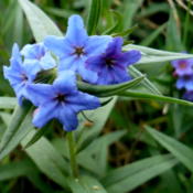   6:14 pm. Bright blue blossoms. Also known as Lithospermum purpu