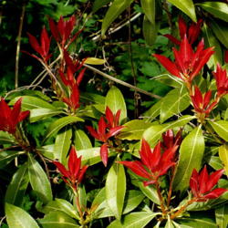 Location: Riverview, Robson, B.C.
Date: 2008-05-05
 1:08 pm. Stunning new growth. Well named, 'Forest Flame'.