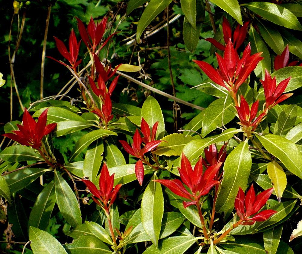 Photo of Hybrid Andromeda (Pieris 'Forest Flame') uploaded by HemNorth