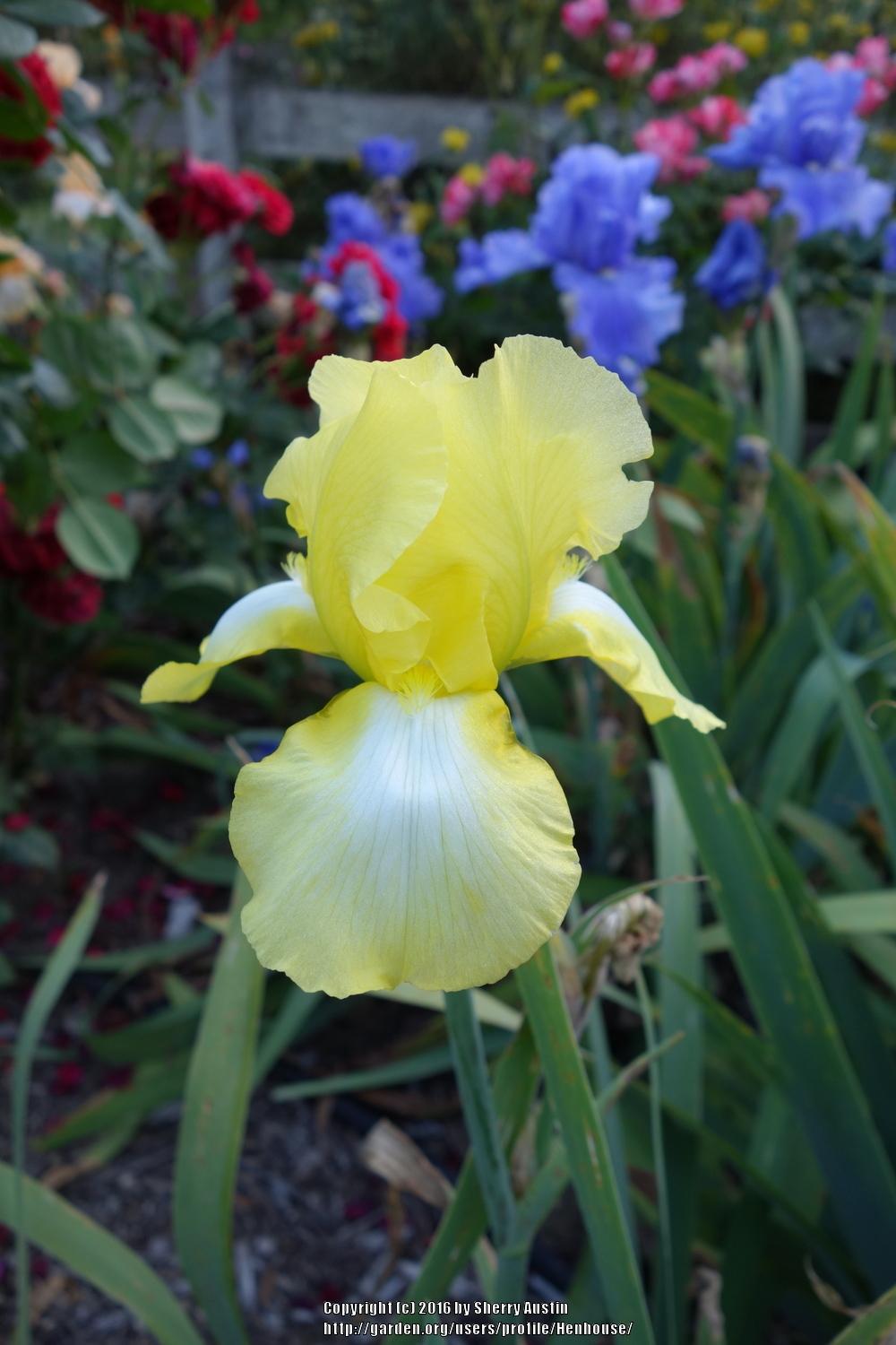 Photo of Tall Bearded Iris (Iris 'Buttercup Bower') uploaded by Henhouse