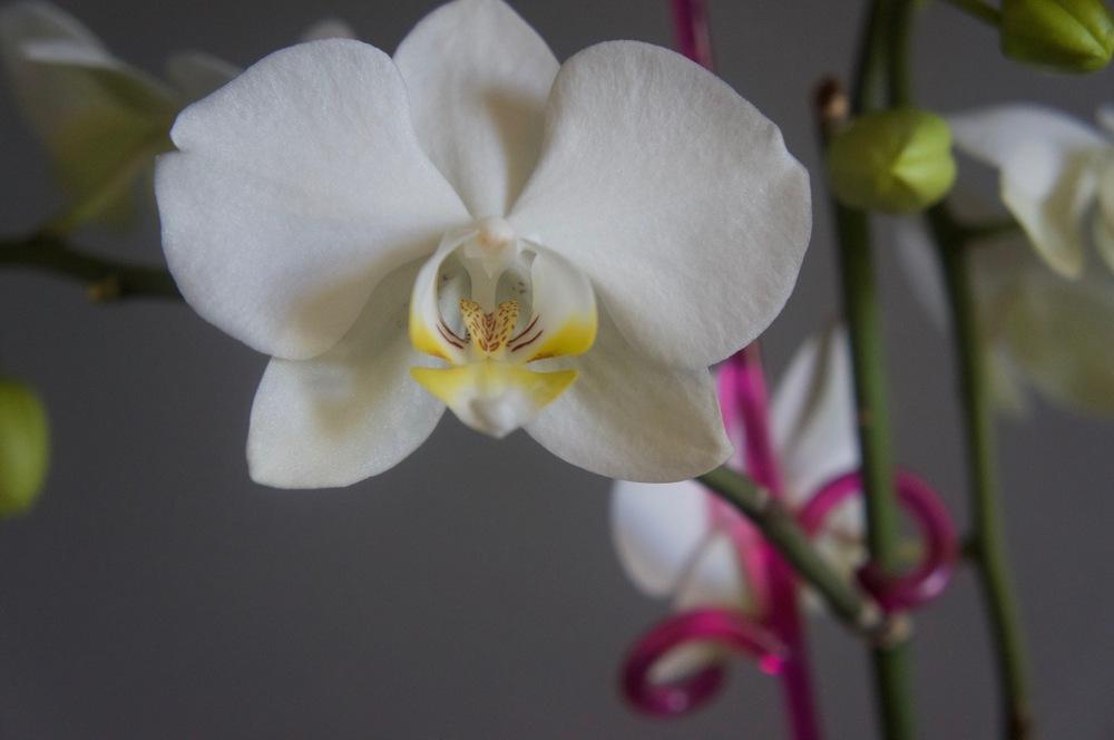 Photo of Moth Orchid (Phalaenopsis) uploaded by Insagi