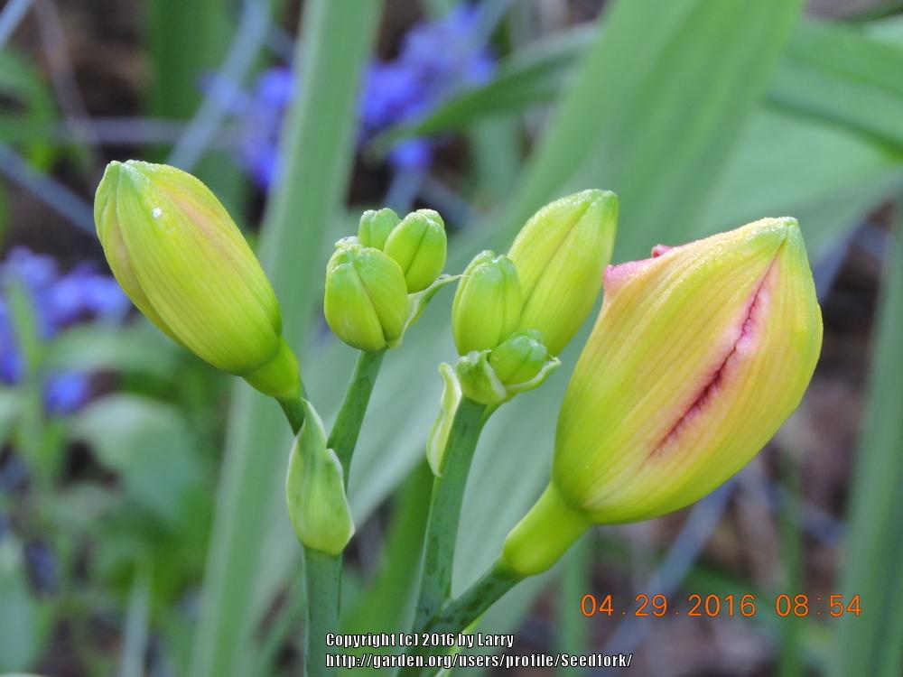Photo of Daylily (Hemerocallis 'Petticoat Frills') uploaded by Seedfork