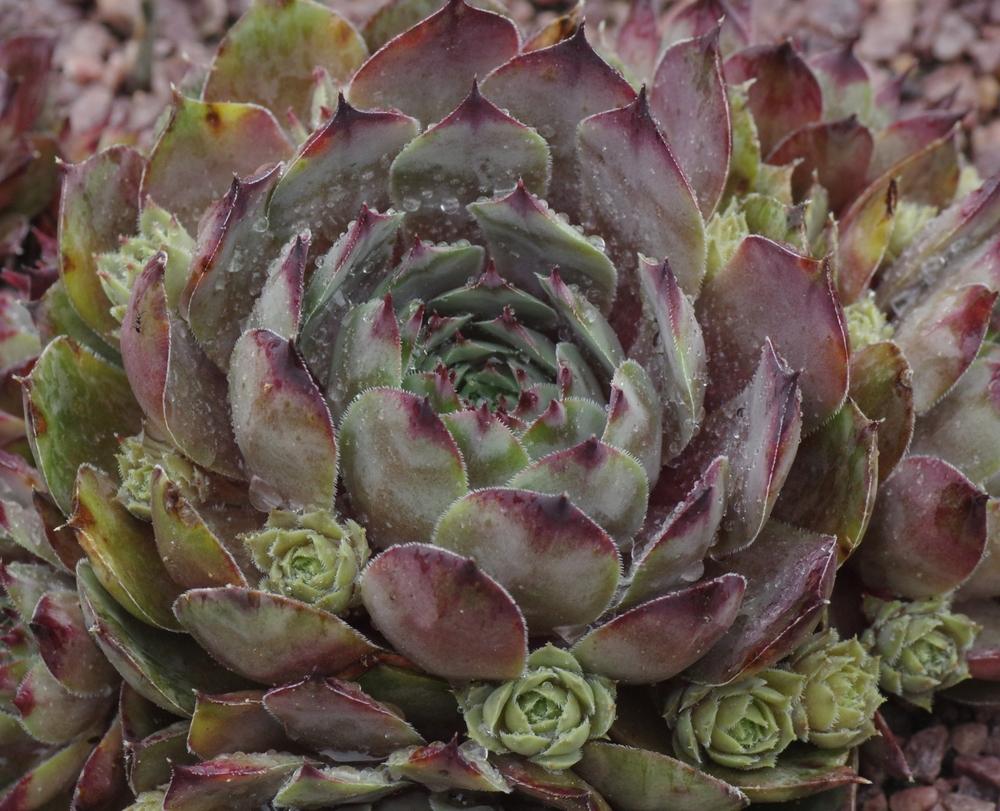 Photo of Hen and Chicks (Sempervivum 'Frost and Flame') uploaded by dirtdorphins