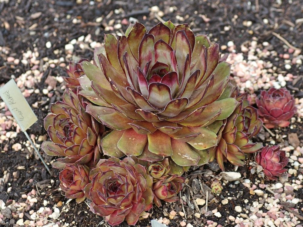 Photo of Hen and Chick (Sempervivum 'Lion King') uploaded by dirtdorphins