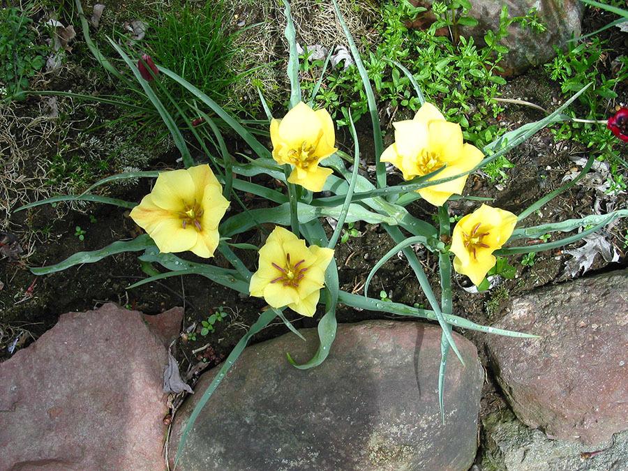 Photo of Batalin Botanical Tulip (Tulipa linifolia 'Bronze Charm') uploaded by eclayne
