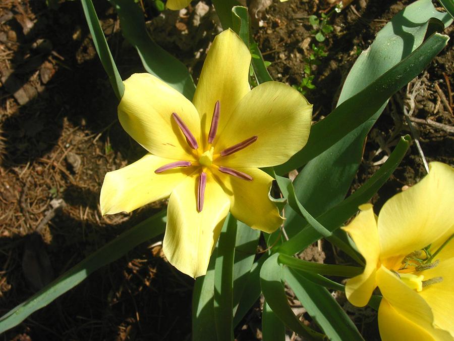 Photo of Batalin Botanical Tulip (Tulipa linifolia 'Bronze Charm') uploaded by eclayne