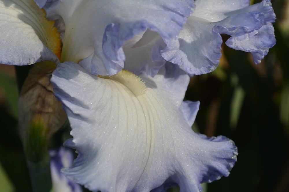 Photo of Tall Bearded Iris (Iris 'Clouds of Glory') uploaded by iciris