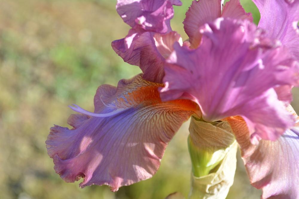 Photo of Tall Bearded Iris (Iris 'Fangnificent') uploaded by iciris