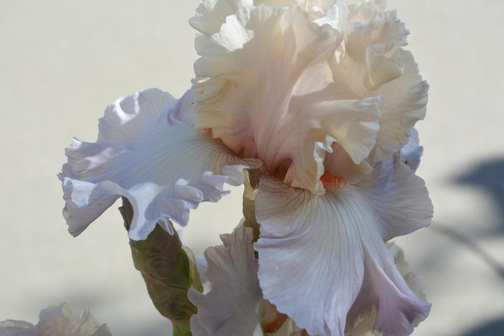 Photo of Tall Bearded Iris (Iris 'Softly Waiting') uploaded by iciris