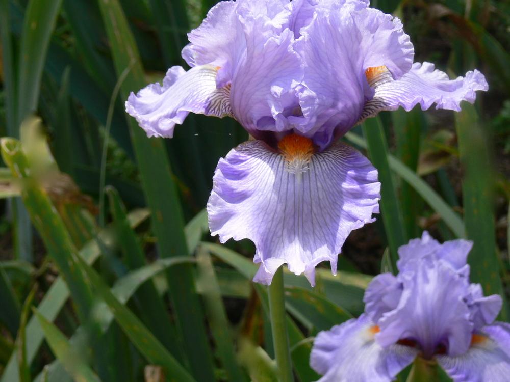 Photo of Tall Bearded Iris (Iris 'No Place Like Home') uploaded by janwax