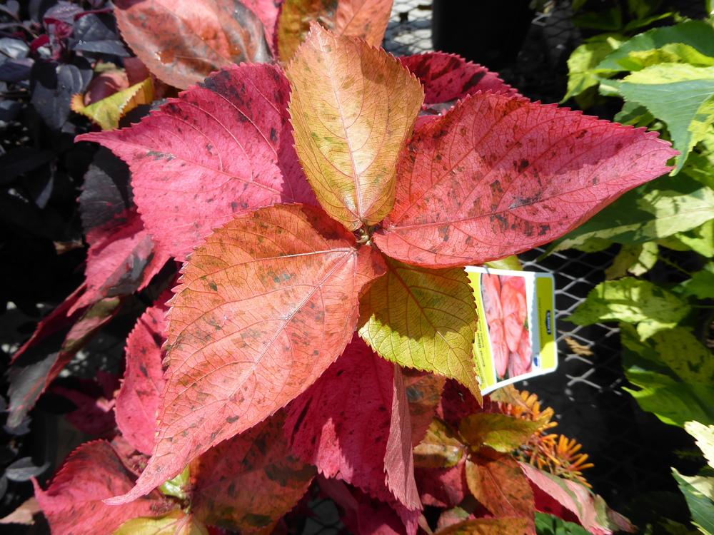 Photo of Copper Plant (Acalypha wilkesiana 'Coral Glow') uploaded by mellielong