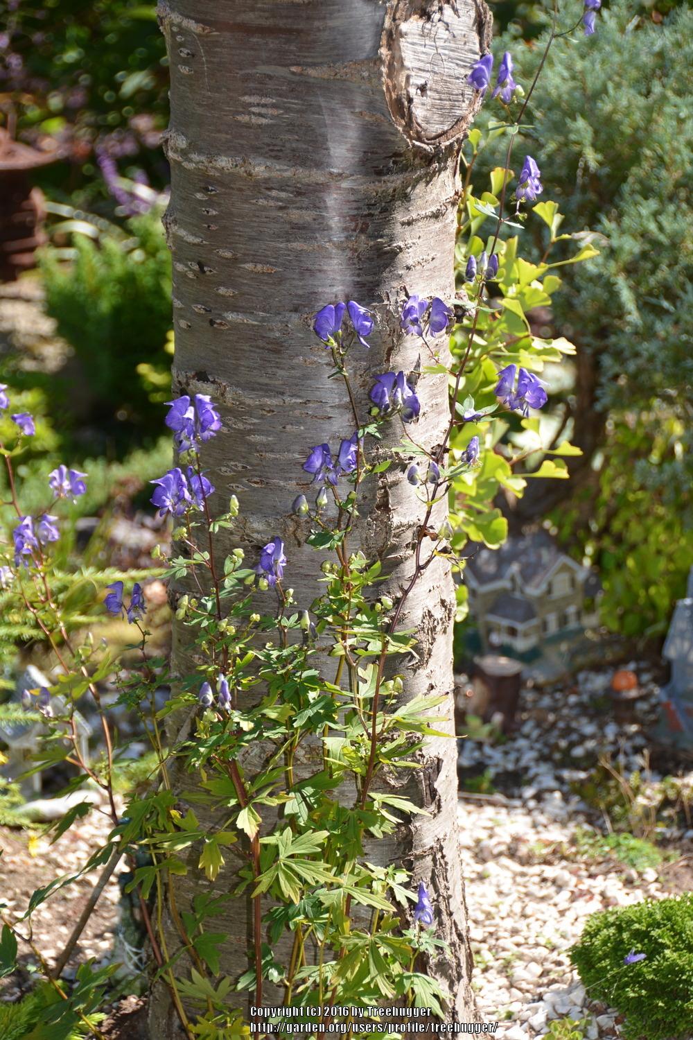 Photo of Southern Blue Monkshood (Aconitum uncinatum) uploaded by treehugger