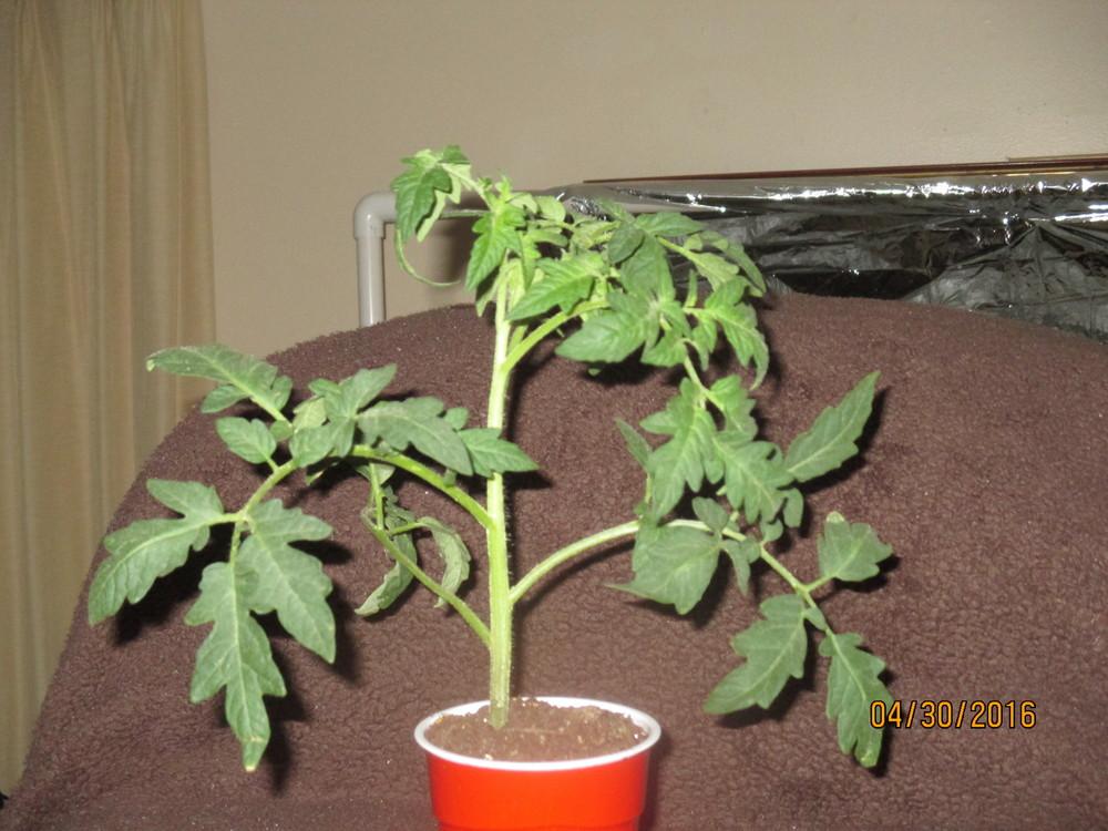 Photo of Tomato (Solanum lycopersicum 'Siletz') uploaded by BetNC
