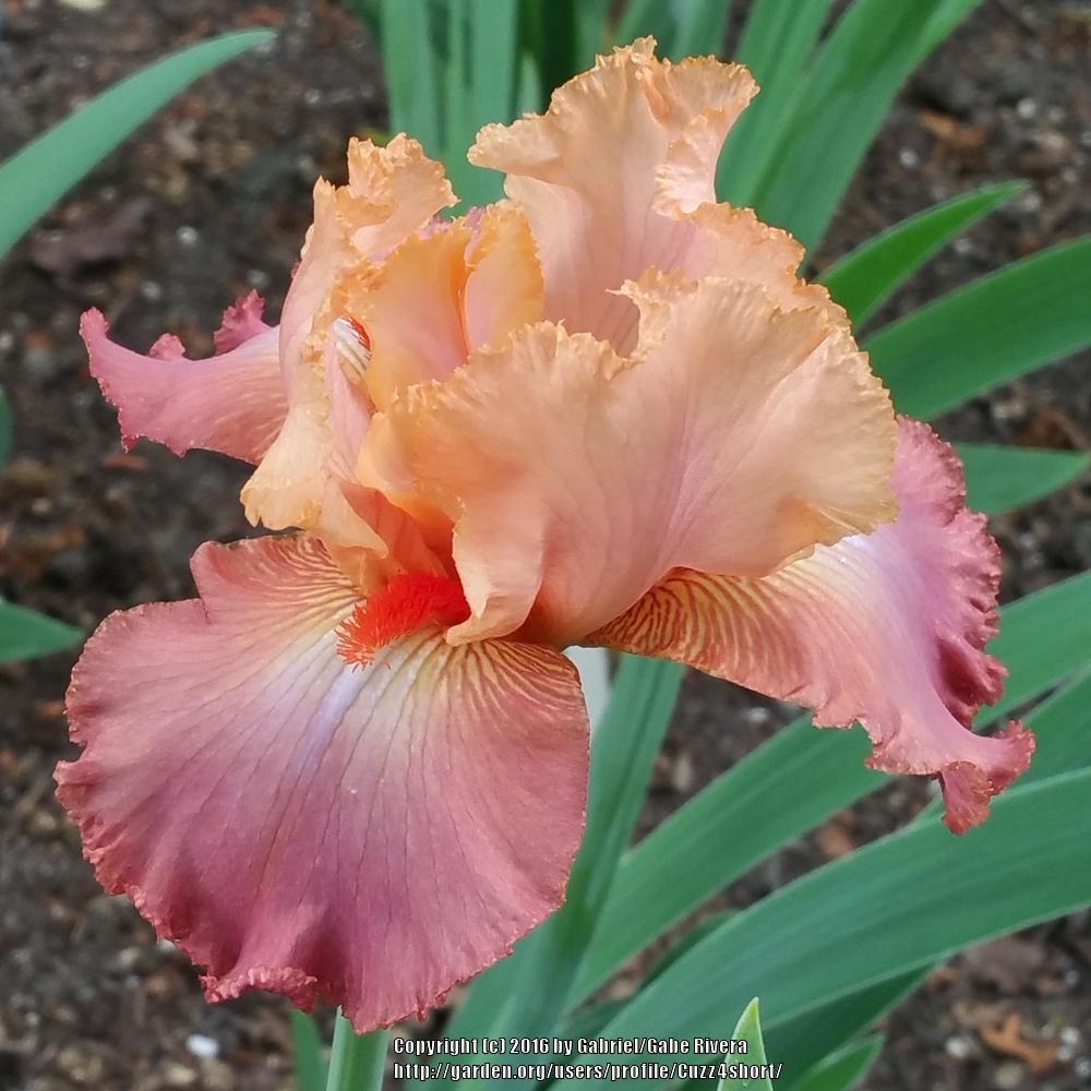 Photo of Tall Bearded Iris (Iris 'Life of Riley') uploaded by Cuzz4short
