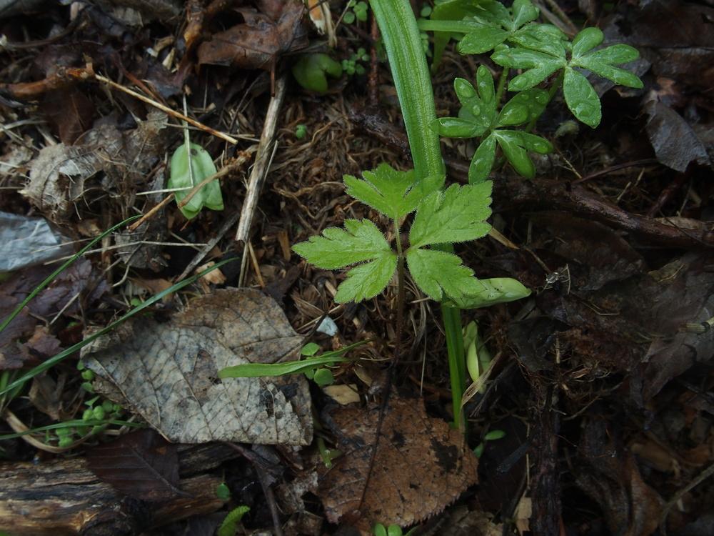 Photo of Clayton's Sweetroot (Osmorhiza claytonii) uploaded by Cyclaminist