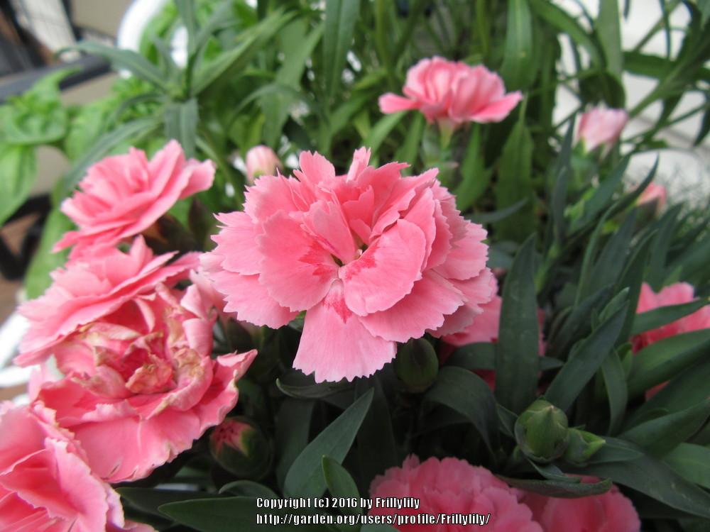 Photo of Carnation (Dianthus caryophyllus Oscar® Pink) uploaded by Frillylily