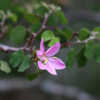 Commonly called Lynn's pink orchid tree .  It is a naturally occu