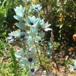 Location: Hamilton Square Garden, Historic City Cemetery, Sacramento CA.
Date: 2016-04-29
Zone 9b. With petals the palest shade of turquoise these flowers 