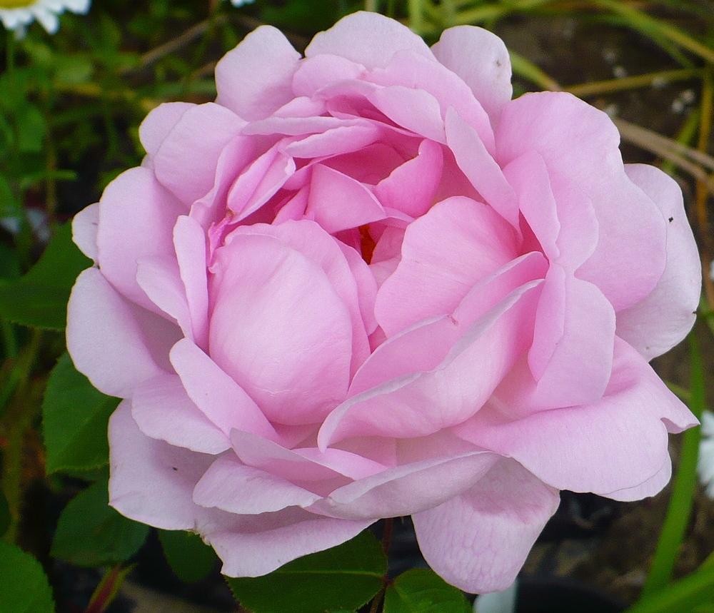 Photo of English Shrub Rose (Rosa 'Constance Spry') uploaded by HemNorth