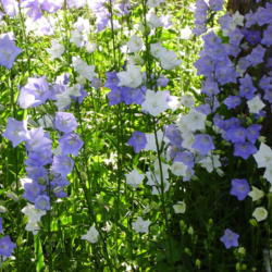 Location: Riverview, Robson, B.C.
Date: 2005-06-21
  6:30 am.  Gorgeous white or blue blossoms. Keep deadheading - t