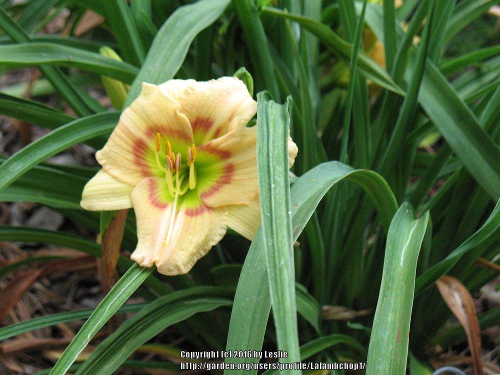 Photo of Daylily (Hemerocallis 'Too Many Petals') uploaded by Lalambchop1