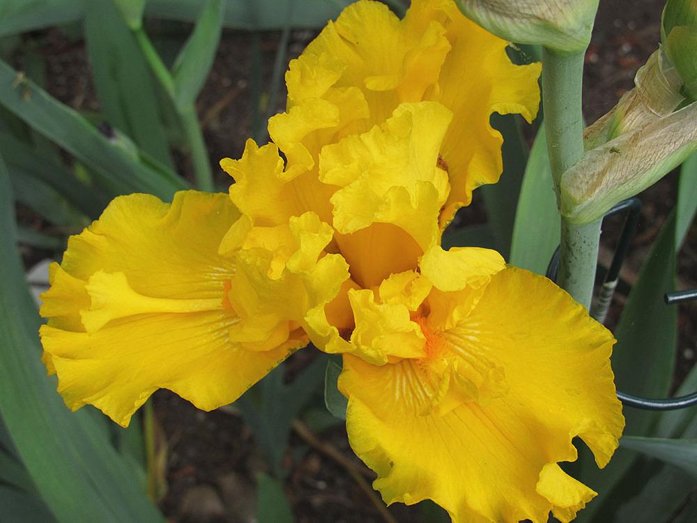 Photo of Tall Bearded Iris (Iris 'Glitter Gulch') uploaded by Lestv