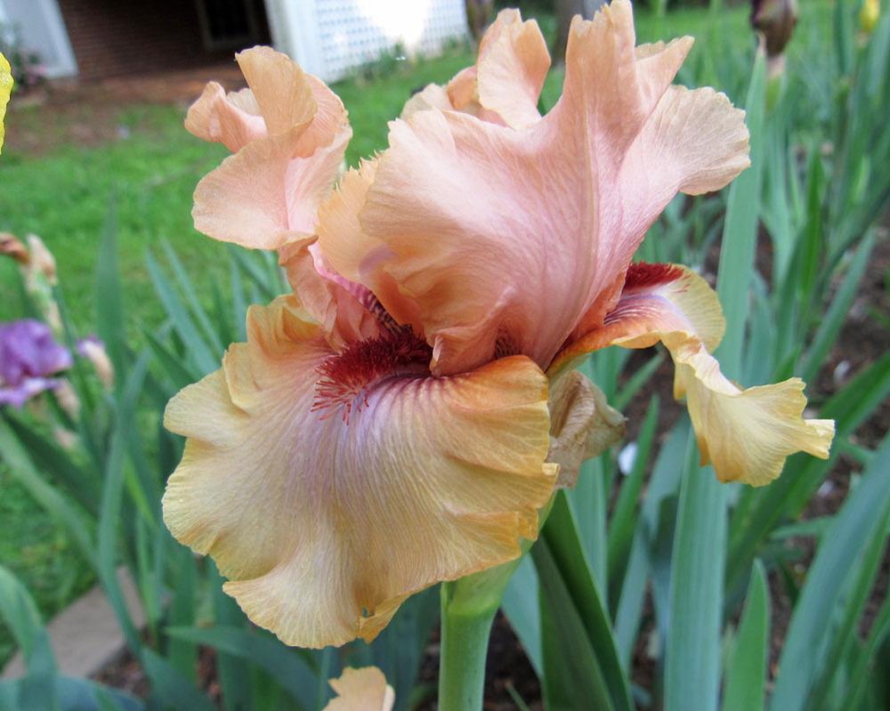 Photo of Tall Bearded Iris (Iris 'A Star Is Born') uploaded by Lestv