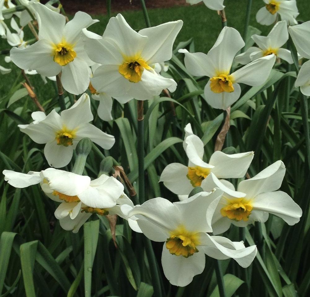 Photo of Small Cupped Daffodil (Narcissus 'Arguros') uploaded by bxncbx