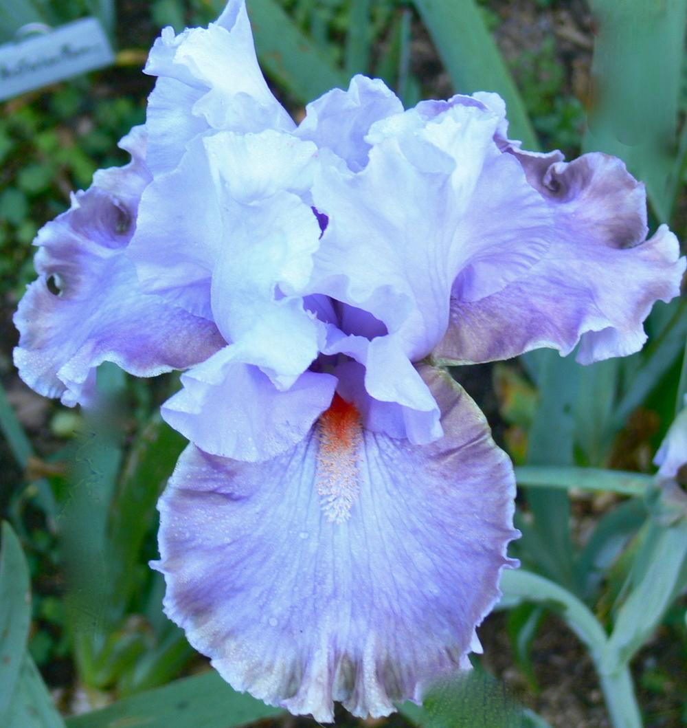 Photo of Tall Bearded Iris (Iris 'Legerdemain') uploaded by janwax