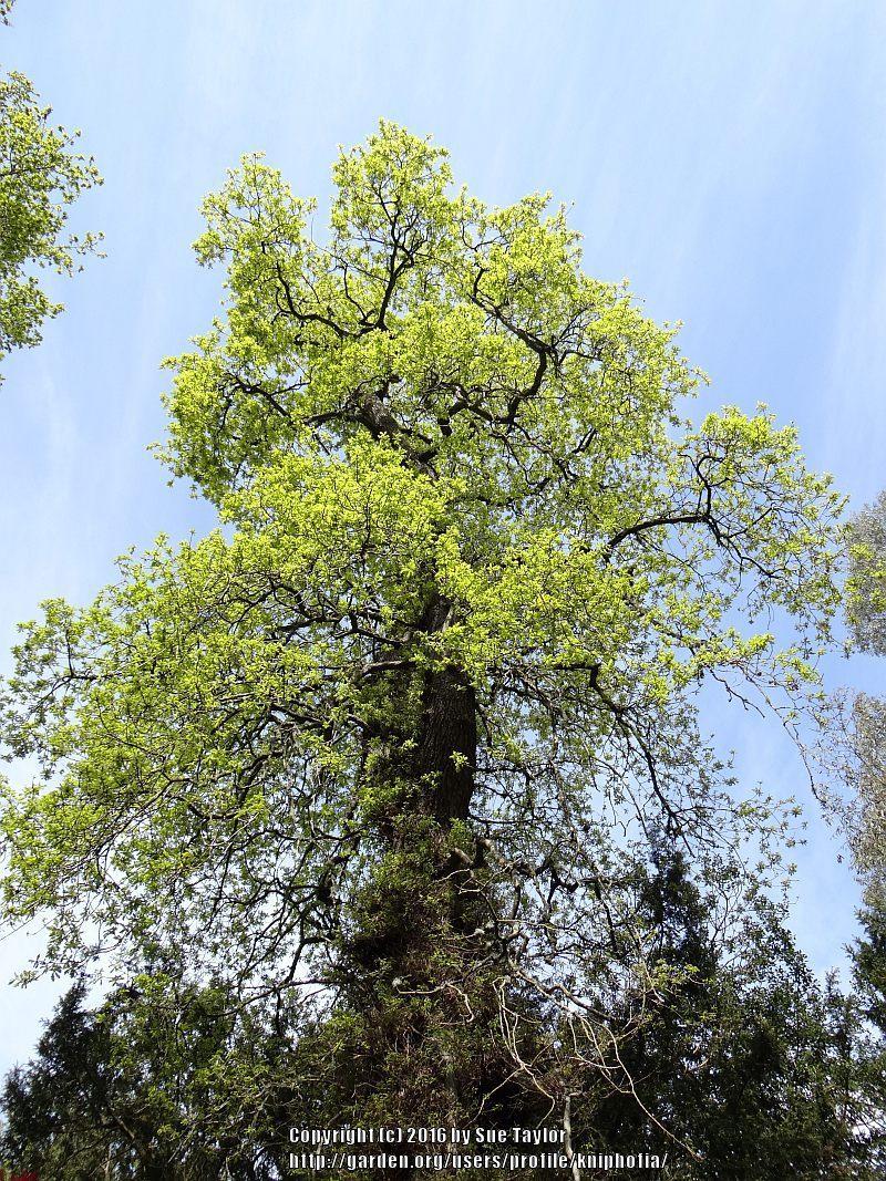 Photo of English Oak (Quercus robur) uploaded by kniphofia