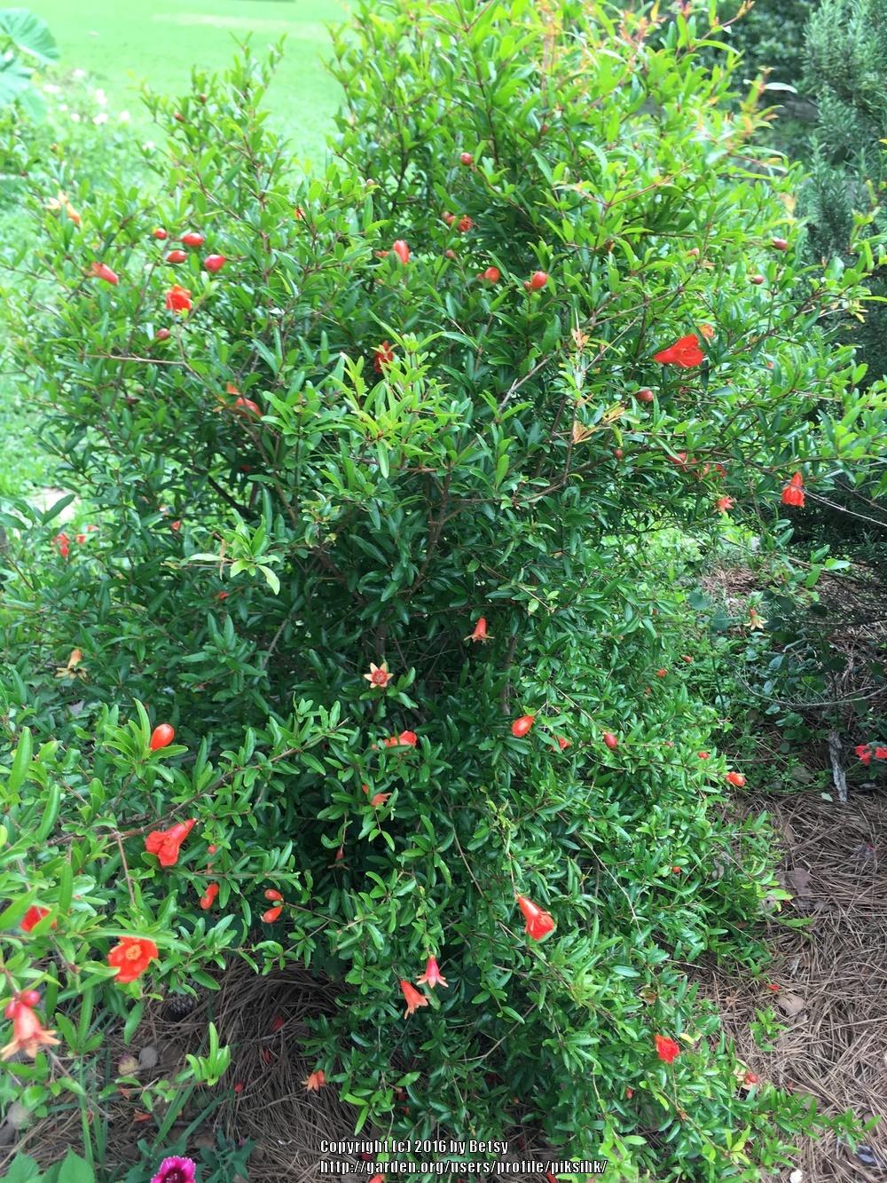 Photo of Pomegranates (Punica granatum) uploaded by piksihk