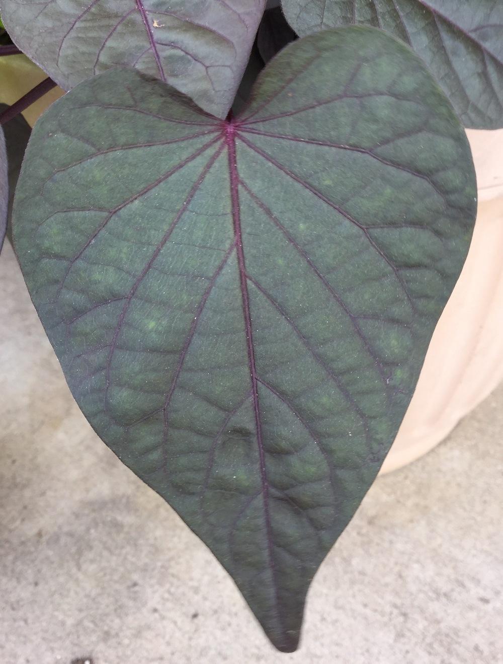 Photo of Ornamental Sweet Potato (Ipomoea batatas 'Sweet Georgia Heart Purple') uploaded by scflowers